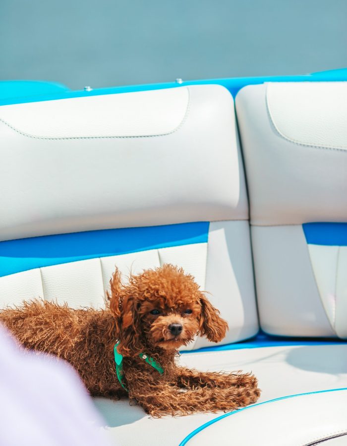 portrait-of-a-toy-poodle-puppy-on-a-sailing-boat-2021-12-09-01-59-22-utc-min